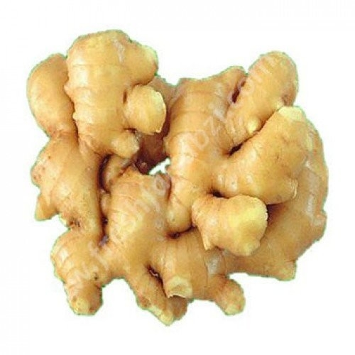 Ginger